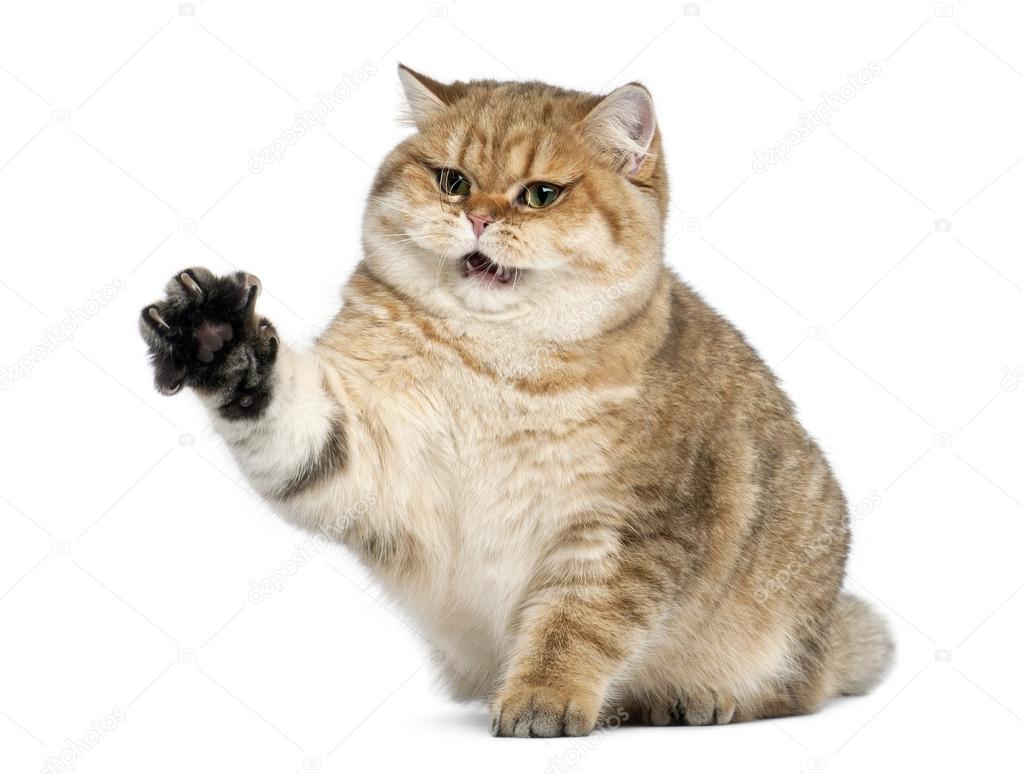 British shorthair shaded best sale golden