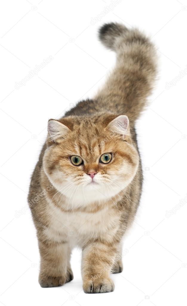 Golden Shaded British Shorthair 7 Months Old Walking Against White Background Stock Photo Image By C Lifeonwhite