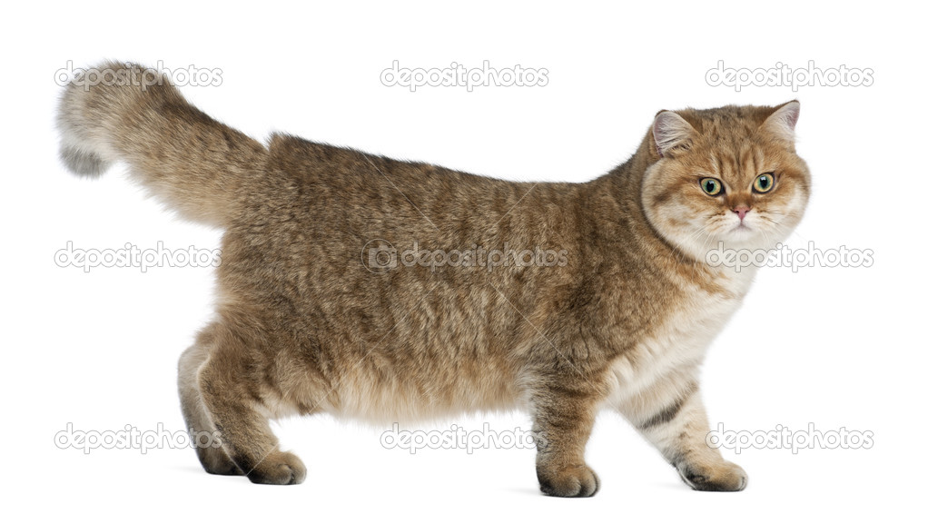 Golden Shaded British Shorthair 7 Months Old Standing Against