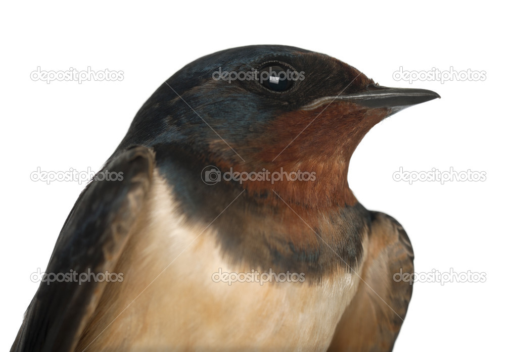 Barn Swallow, Hirundo rustica, close up against white background