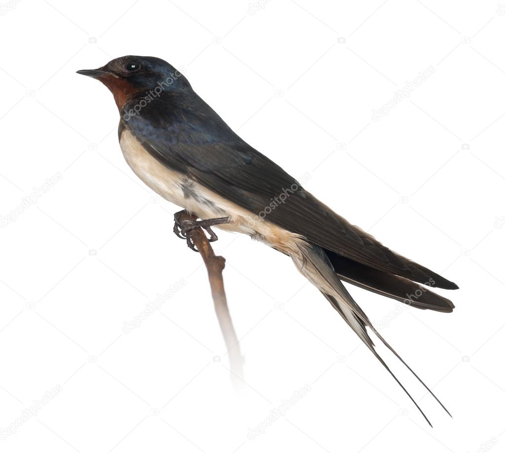 Barn Swallow, Hirundo rustica, perching against white background