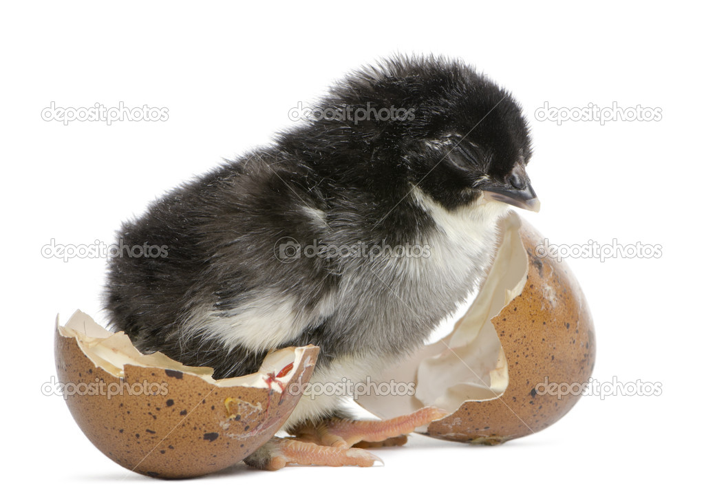 Marans chick, 15 hours old, standing next to the egg from which he hatched out against white background