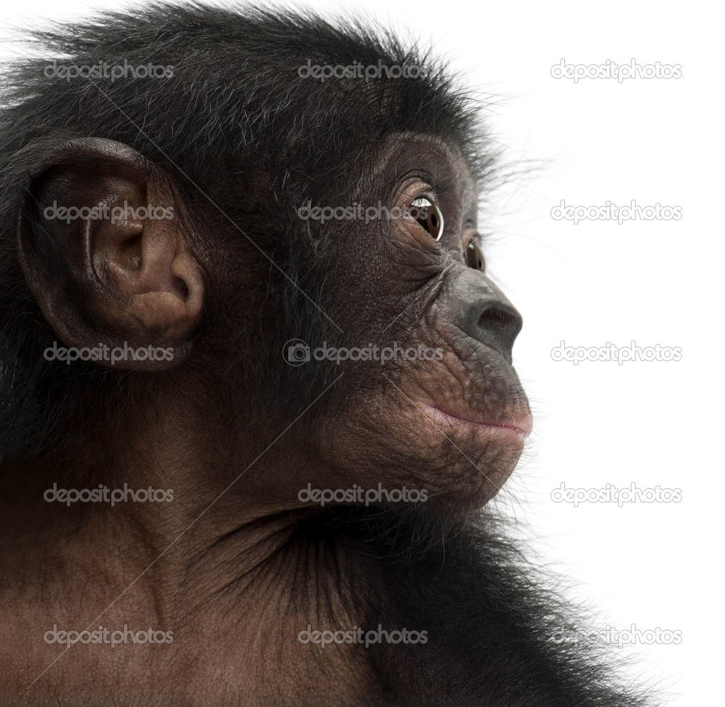 Baby bonobo, Pan paniscus, 4 months old, against white backgroun