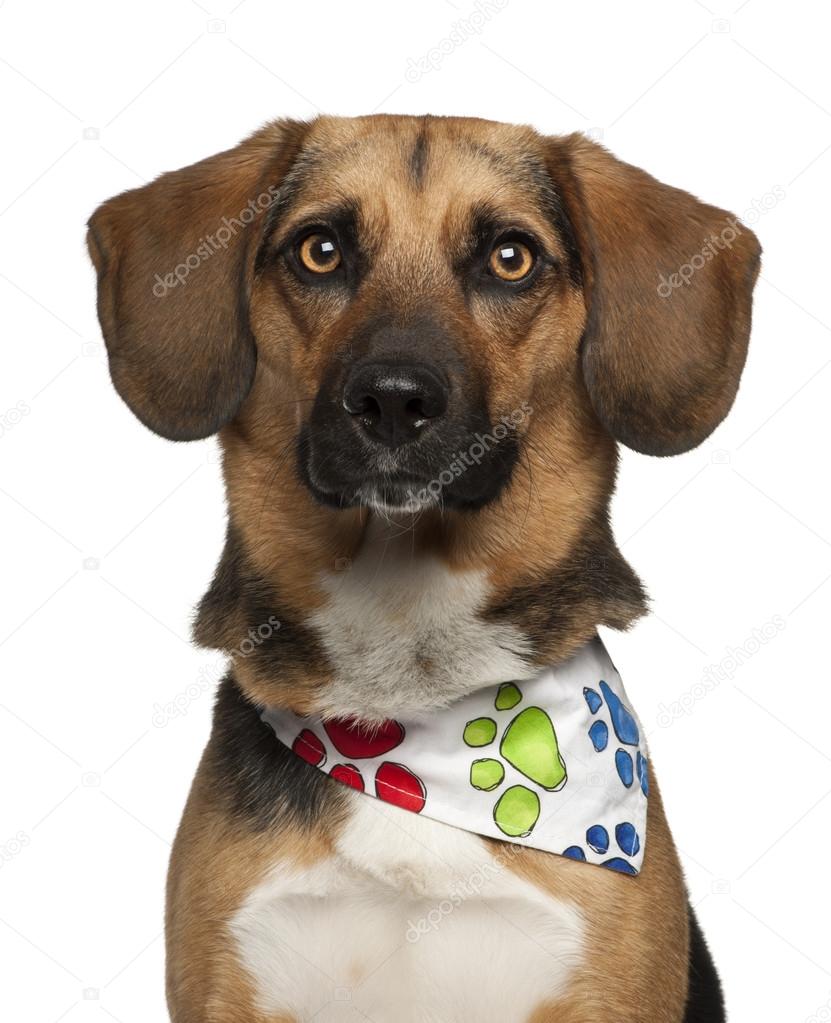 Dog, cross breed with a beagle, 2 years old, wearing neckerchief against white background
