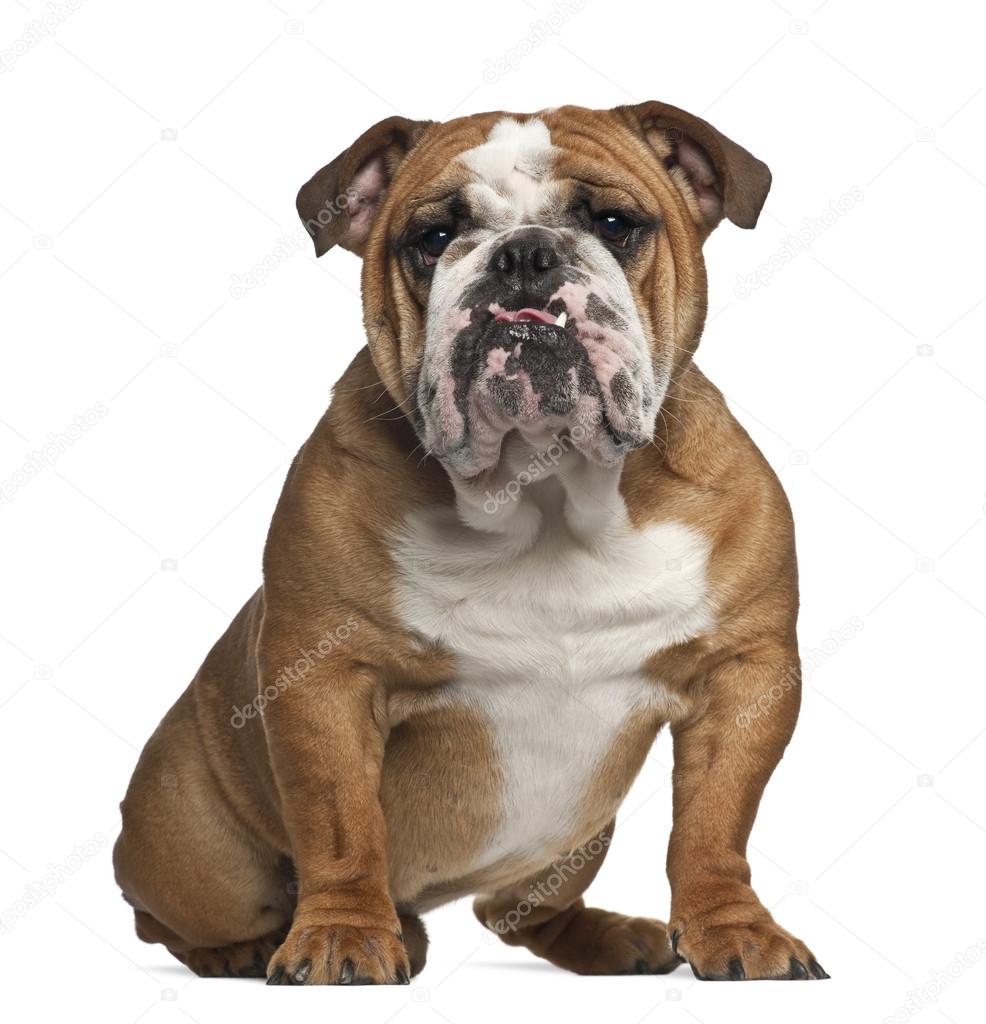 English Bulldog, 10 months old, sitting against white background