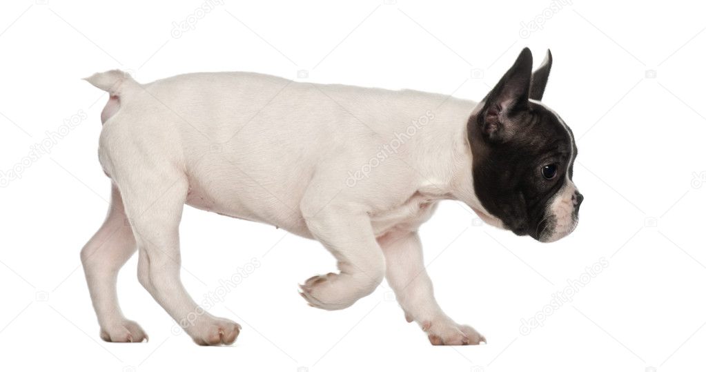 French Bulldog puppy, 10 weeks old, walking against white background