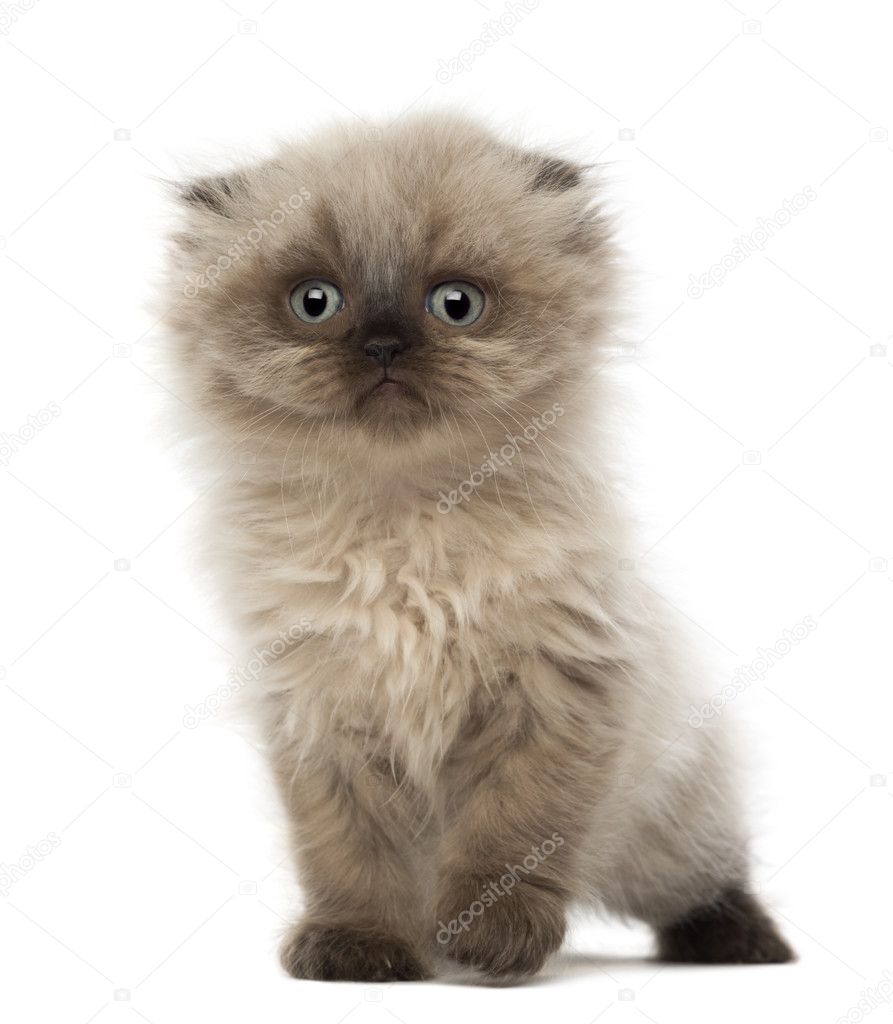 Portrait of Highland fold kitten, 5 weeks old, against white background