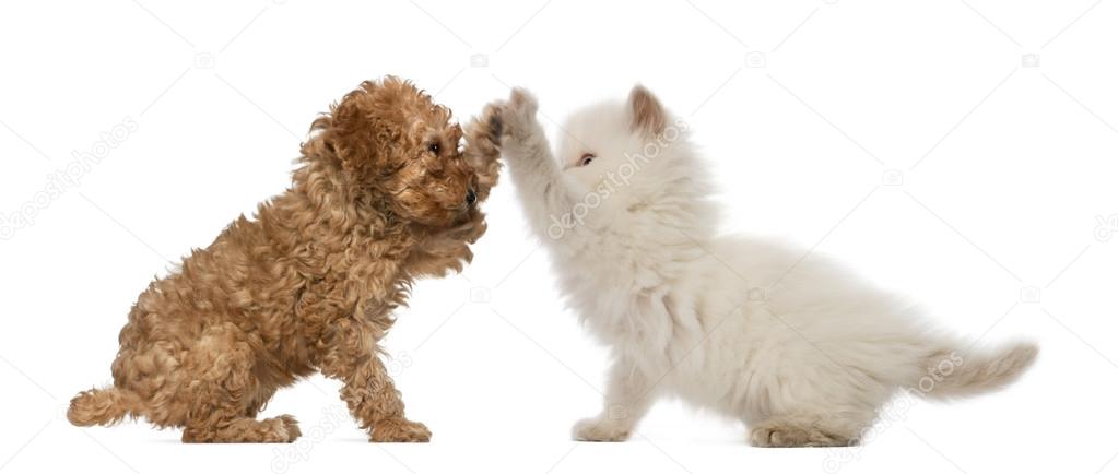 Poodle Puppy and British Longhair Kitten high fiving against white background