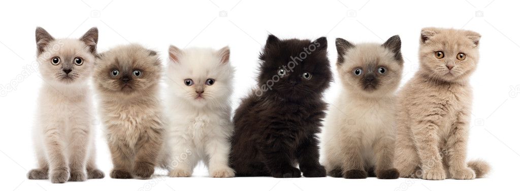 Group of British shorthair and British longhair kittens sitting against white background
