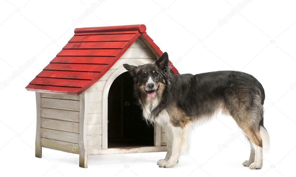 Border Collie standing next to a kennel against white background