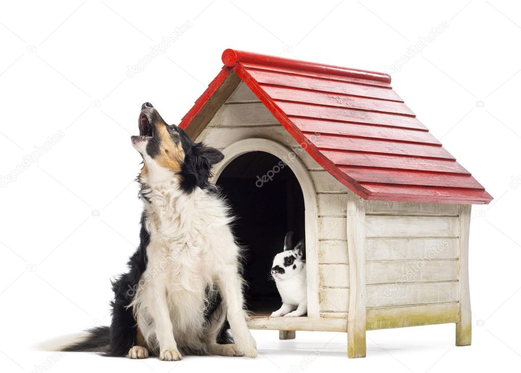 Border Collie sitting and barking next to a kennel with rabbit inside against white background