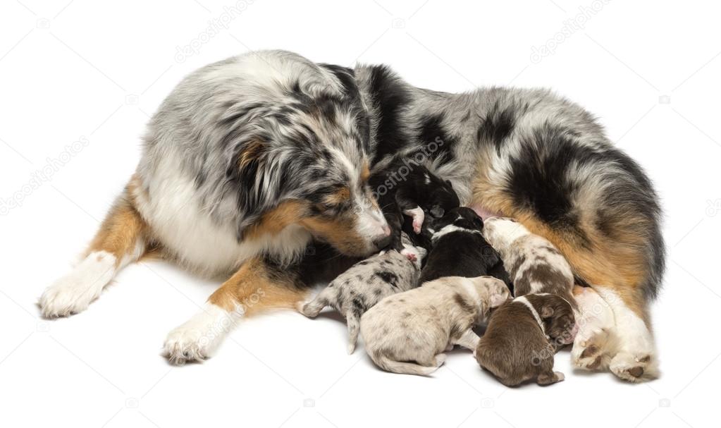 Mother Australian Shepherd with its 7 day old puppies suckling against white background