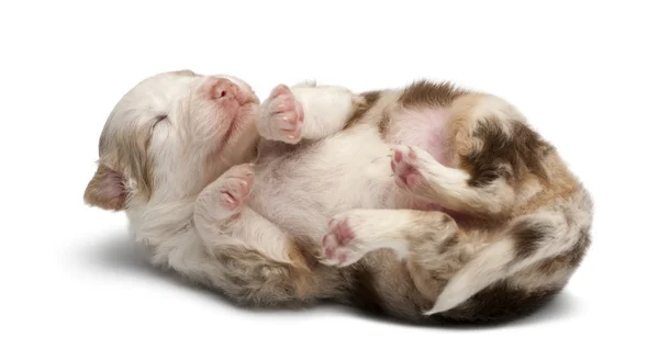 Ausztrál juhászkutya kiskutya, 16 napos feküdt a hátsó ellen — Stock Fotó