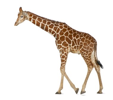 Somali Giraffe, commonly known as Reticulated Giraffe, Giraffa camelopardalis reticulata, 2 and a half years old walking against white background clipart