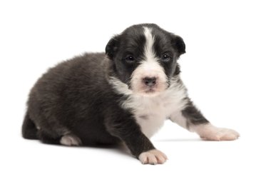 Avustralyalı çoban köpek, 18 gün yaşlı, beyaz arka planı yalan