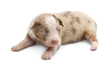 Avustralyalı çoban köpek, 16 gün yaşlı, beyaz arka planı yalan