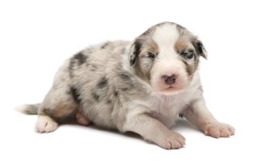 Avustralyalı çoban köpek, 16 gün yaşlı, beyaz arka planı yalan