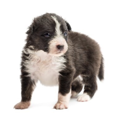 Avustralya çoban köpeği yavru, ayakta ve uzağa beyaz arka planı seyir gün eski,