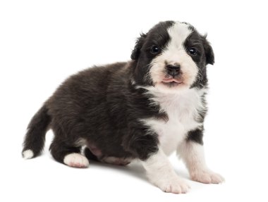 Avustralyalı çoban köpek yavrusu, 22 gün eski, ayakta ve beyaz arka planı portre