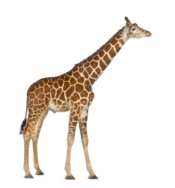 somali zürafa, retiküle zürafa, zürafa zürafa reticulata, 2 buçuk yaşında ayakta beyaz arka planı olarak bilinen