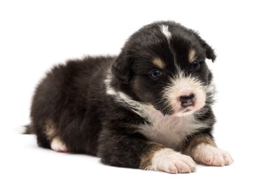 Avustralyalı çoban köpek yavrusu, 24 gün yaşlı, yalan ve uzağa bakarak beyaz arka planı