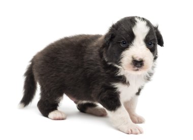 Avustralyalı çoban köpek yavrusu, 22 gün eski, ayakta ve beyaz arka planı portre