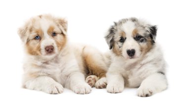 iki Avustralyalı çoban kukla, 6 hafta yaşlı, beyaz arka planı birbirlerine karşı yalan