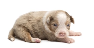 Avustralyalı çoban köpek, 18 gün yaşlı, beyaz arka planı yalan