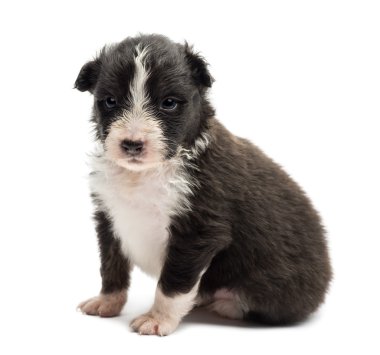 Avustralyalı çoban köpek yavrusu, 22 gün yaşlı, beyaz arka planı oturan