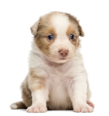 Avustralyalı çoban köpek yavrusu, 30 gün yaşlı, beyaz arka planı oturan