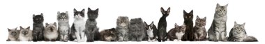kedi beyaz arka plan oturan bir satır grubu