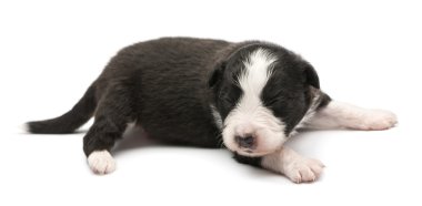 Avustralyalı çoban köpek, 16 gün yaşlı, beyaz arka planı yalan