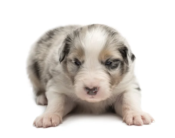 Australische herder pup, 18 dagen oud, liegen tegen witte achtergrond — Stockfoto