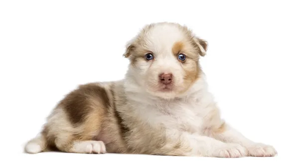 Cucciolo pastore australiano, 30 giorni, sdraiato e ritratto su sfondo bianco — Foto Stock