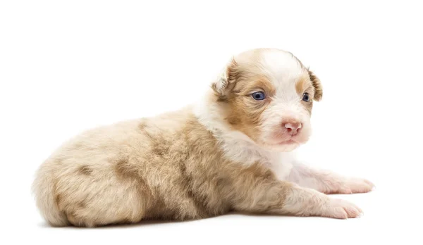 Australian Shepherd puppy, 22 days old, lying and looking away against white background — Stock Photo, Image