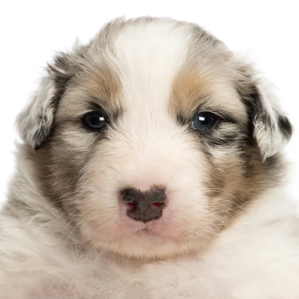 Close-up van een Australische herder pup, 22 dagen oud, portret tegen witte achtergrond — Stockfoto
