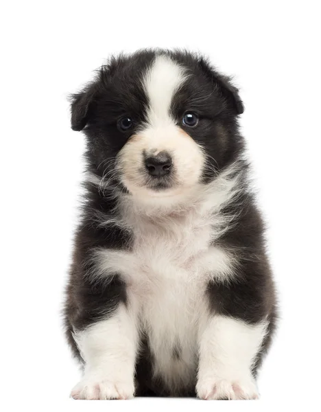 Australian Shepherd puppy, 1 months and 3 days old, sitting and portrait against white background — Stock Photo, Image