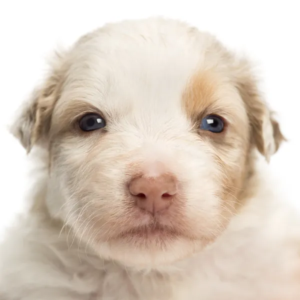 Close-up de um cachorro pastor australiano, 22 dias de idade, retrato contra fundo branco — Fotografia de Stock