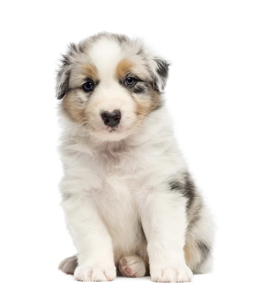 Australian shepherd valp, 1 månader och 3 dagar gammal, sittande och stående mot vit bakgrund — Stockfoto