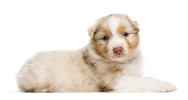 Australian Shepherd puppy, 30 days old, lying against white background — Stock Photo, Image