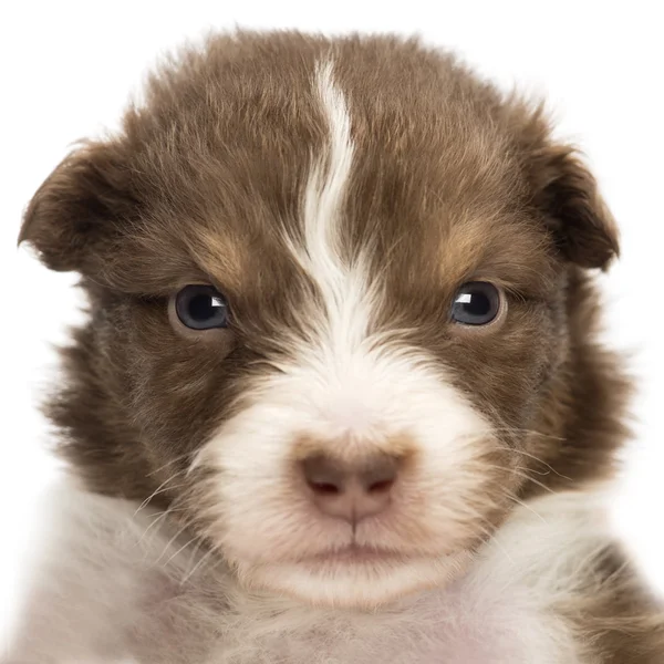 Close-up of an upset Australian Shepherd puppy, 22 days old, portrait against white background — Stock Photo, Image