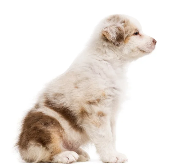 Vue latérale d'un chiot Berger Australien souriant et assis et regardant à droite sur fond blanc — Photo