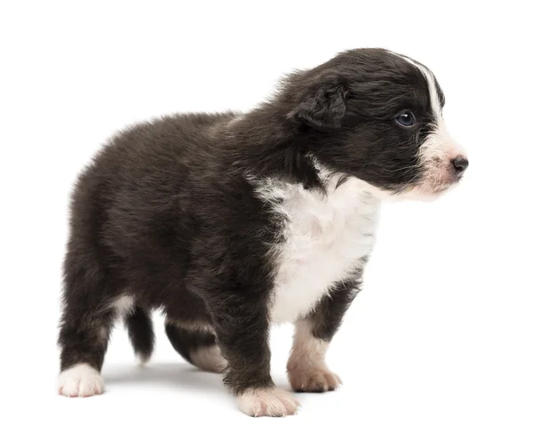 Australian Shepherd puppy, 24 days old, standing and looking right against white background — Stock Photo, Image