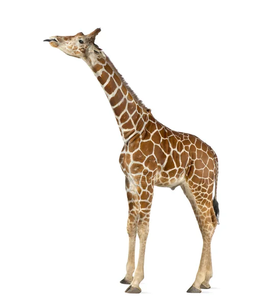 Giraffa somala, comunemente nota come Giraffa reticolata, Giraffa camelopardalis reticulata, 2 anni e mezzo, sullo sfondo bianco — Foto Stock