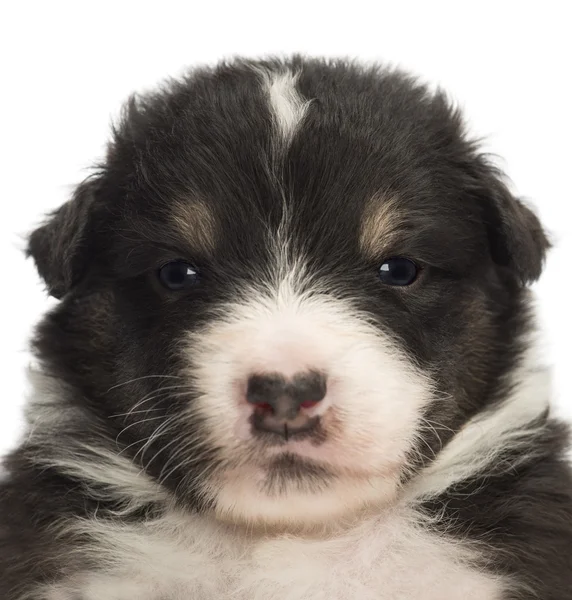 Bir Avustralya çoban köpeği köpek yavrusu, 22 gün yaşlı, beyaz bir arka plana dayanır portre Close-Up — Stok fotoğraf
