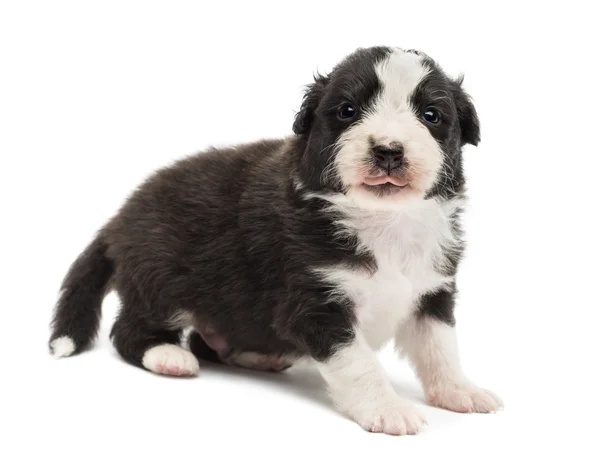 Australische herder pup, 22 dagen oud, staande en portret tegen witte achtergrond — Stockfoto