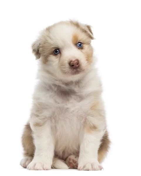 Owczarek australijski puppy, 1 miesięcy i 3 dni życia, siedzi i portret białym tle — Zdjęcie stockowe