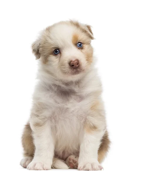 Australian shepherd valp, 1 månader och 3 dagar gammal, sittande och stående mot vit bakgrund — Stockfoto