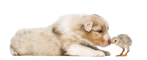 Australian Shepherd puppy, 30 days old, lying and sniffing at chick against white background — Stock Photo, Image