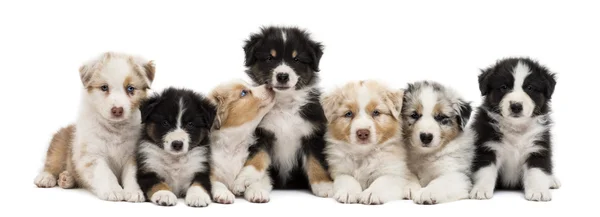 Front view of Australian Shepherd puppies, 6 weeks old, sitting and lying in a row against white background — Stock Photo, Image